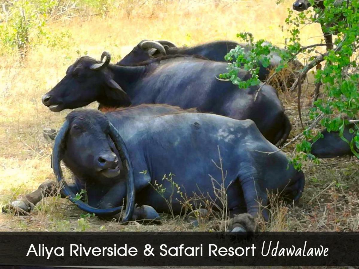Aliya Riverside & Safari Resort Udawalawe Exterior foto